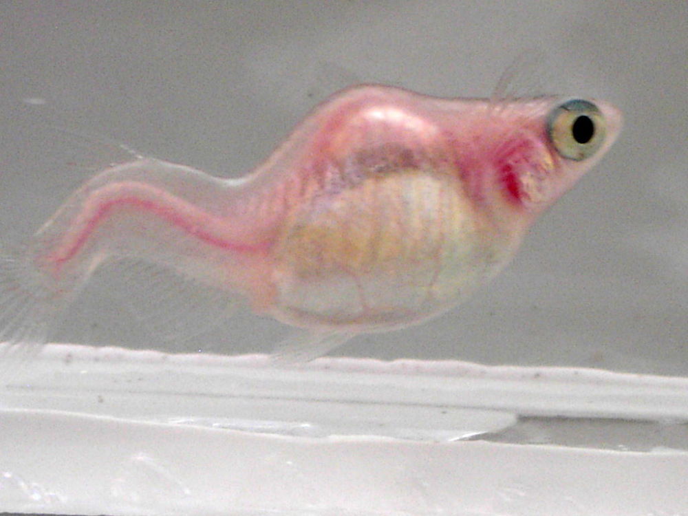 Pink fish bright